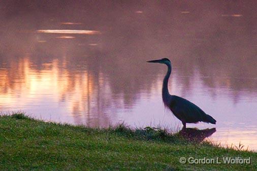 Heron At Sunrise_05002.jpg - Great Blue Heron (Ardea herodias) in the Scugog RiverPhotographed near Lindsay, Ontario, Canada.